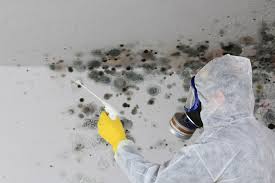 Mold Remediation for Rental Properties in Lake Elsinore, CA